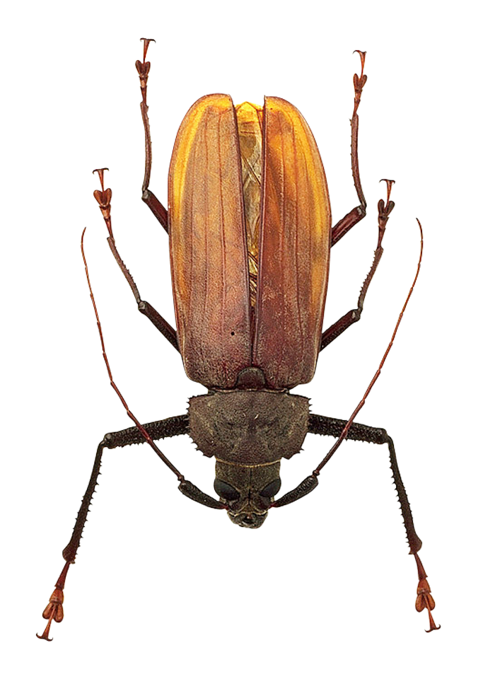 Longhorn Beetle Specimen PNG