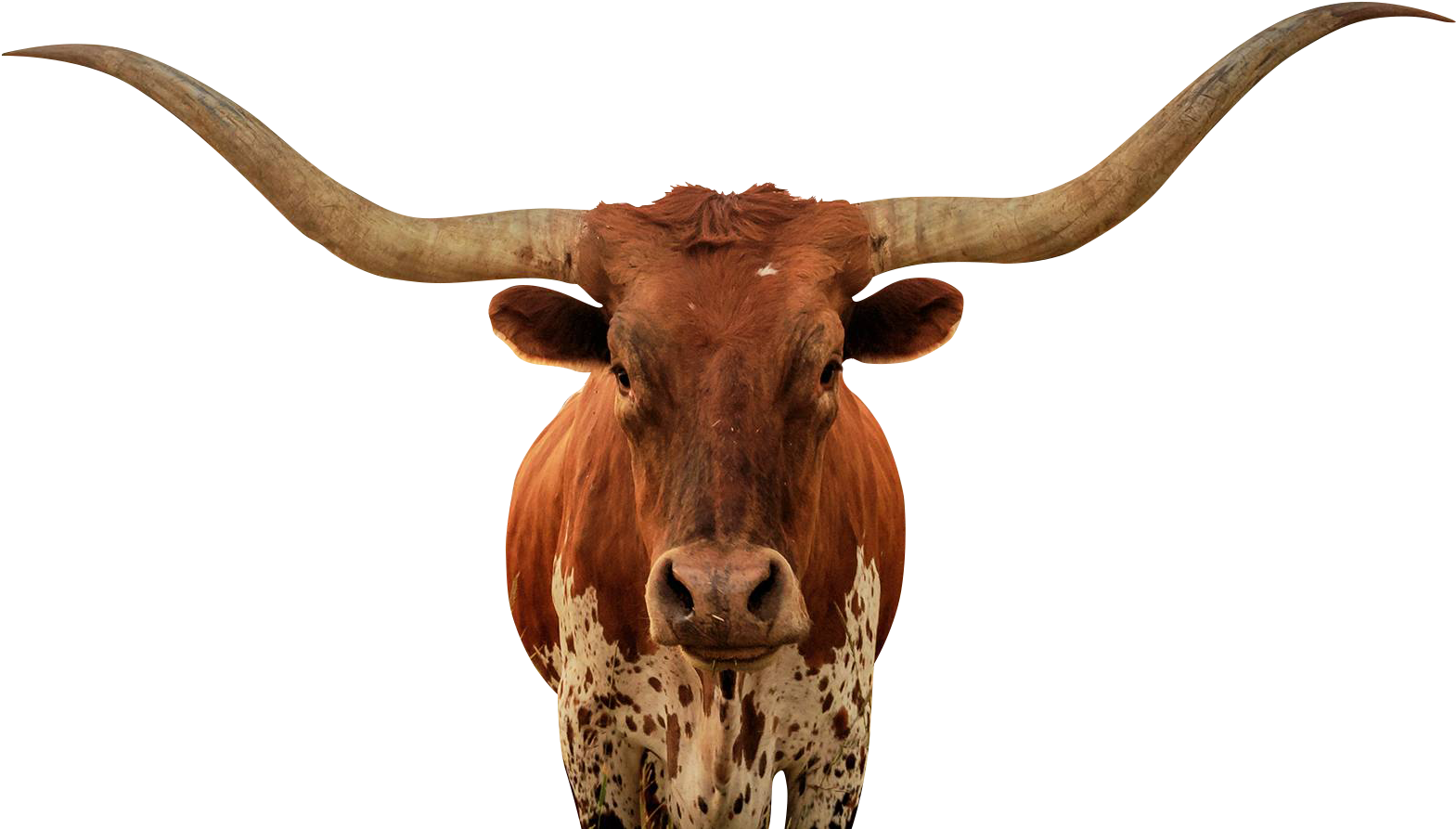 Longhorn Bull Portrait PNG