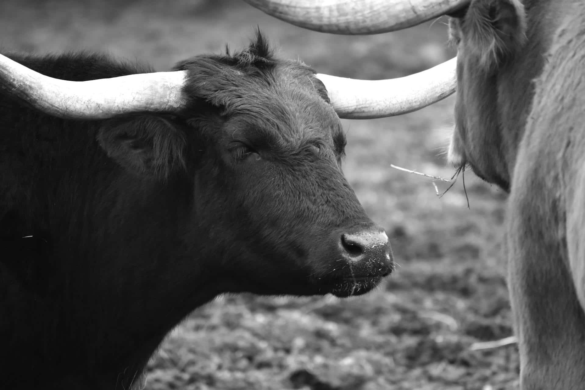Longhorn Cattle Confrontation Wallpaper