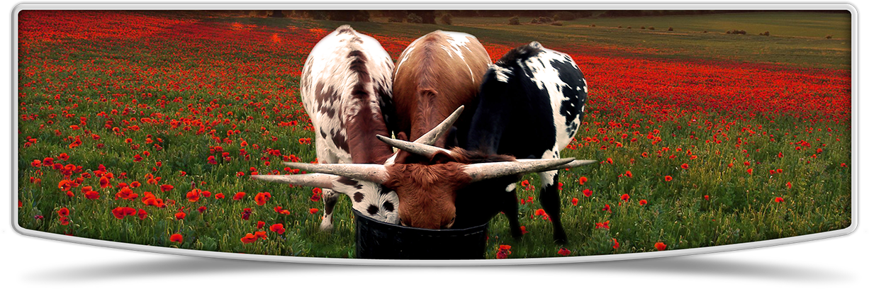 Longhorn Cattle Feedingin Poppy Field PNG