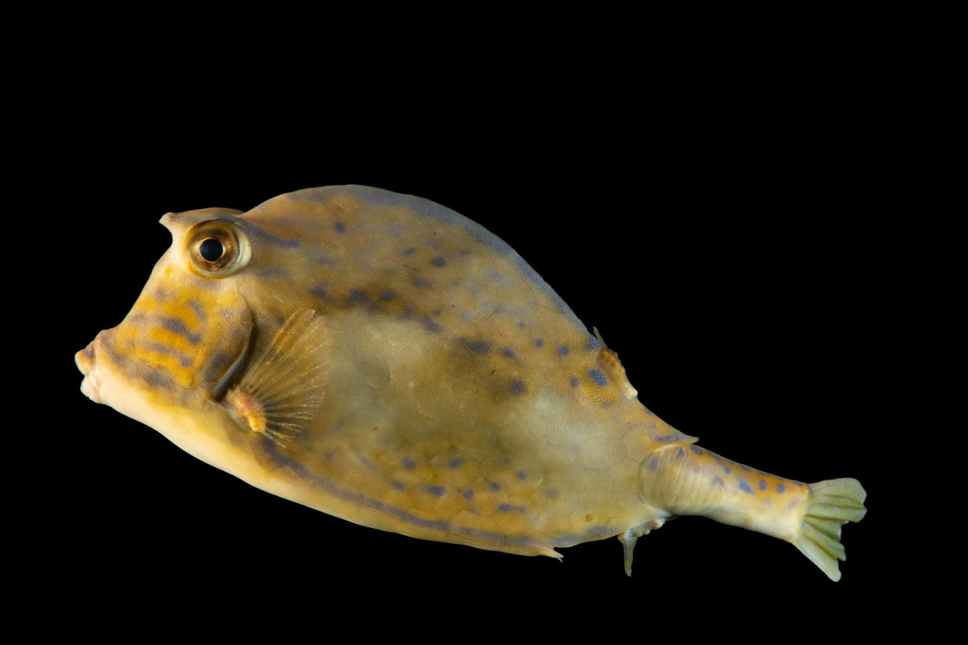 Longhorn Cowfish Black Background Wallpaper