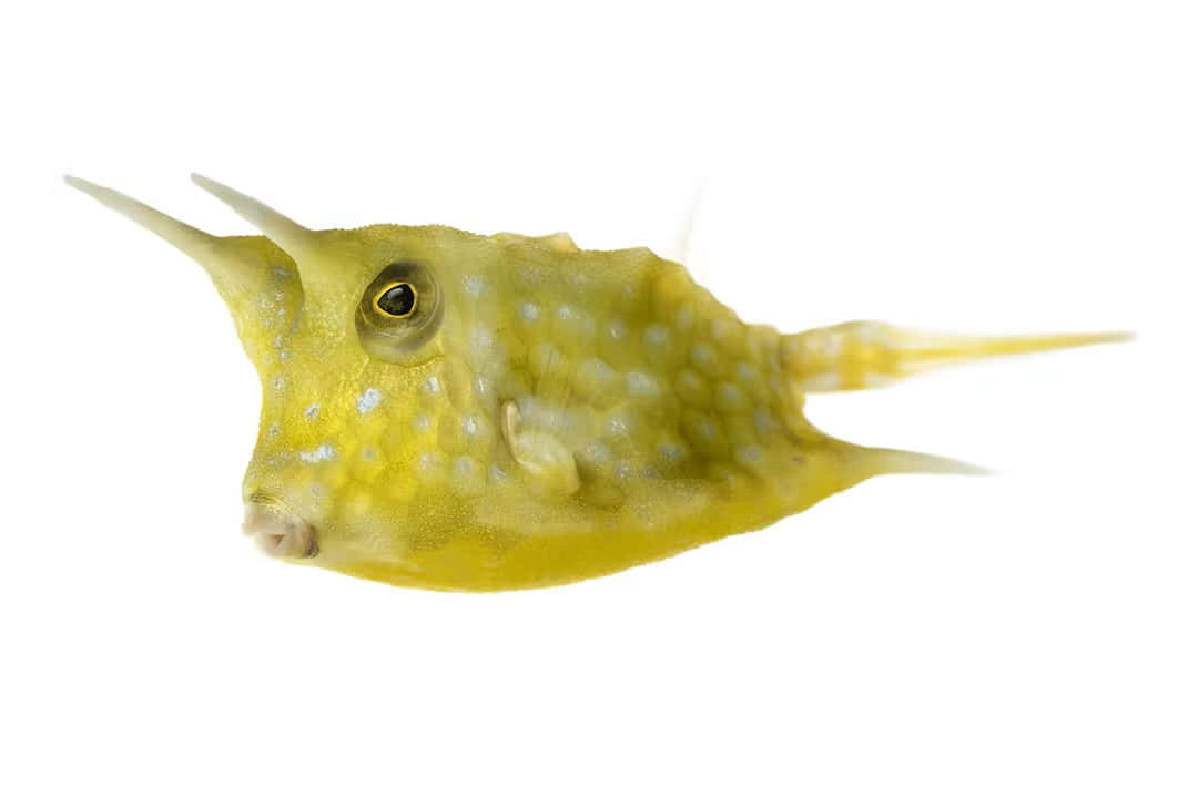 Longhorn Cowfish Isolated White Background Wallpaper