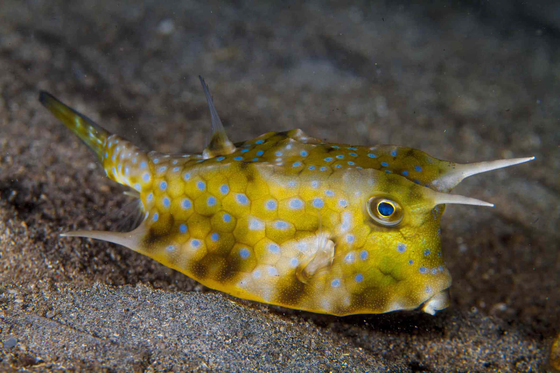 Download Longhorn Cowfish Underwater Wallpaper | Wallpapers.com