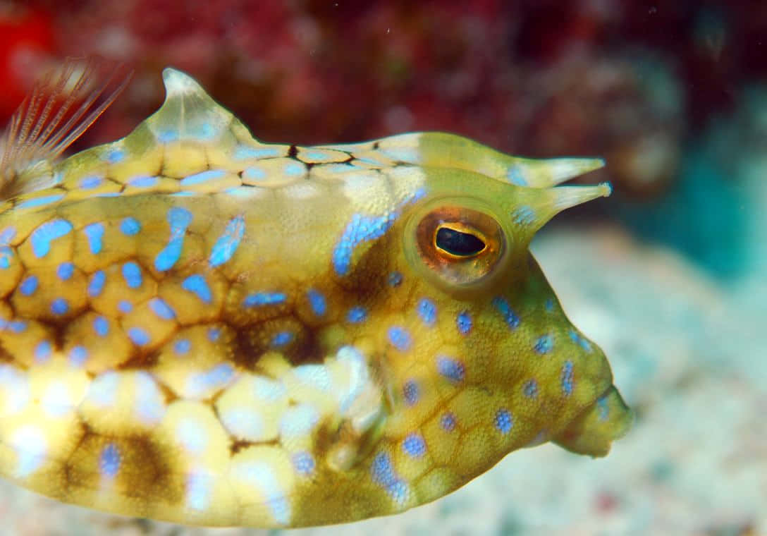 Longhorn Cowfish Underwater Wallpaper