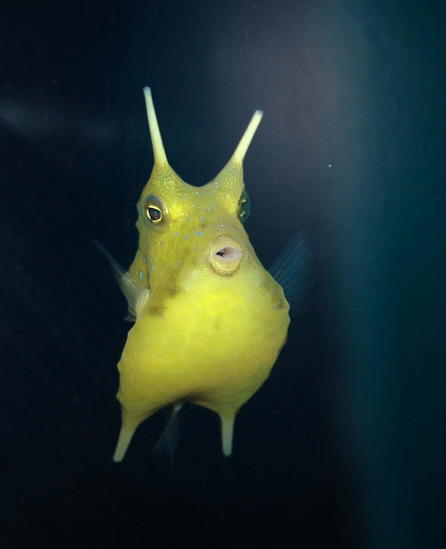 Longhorn Cowfish Underwater Portrait Wallpaper