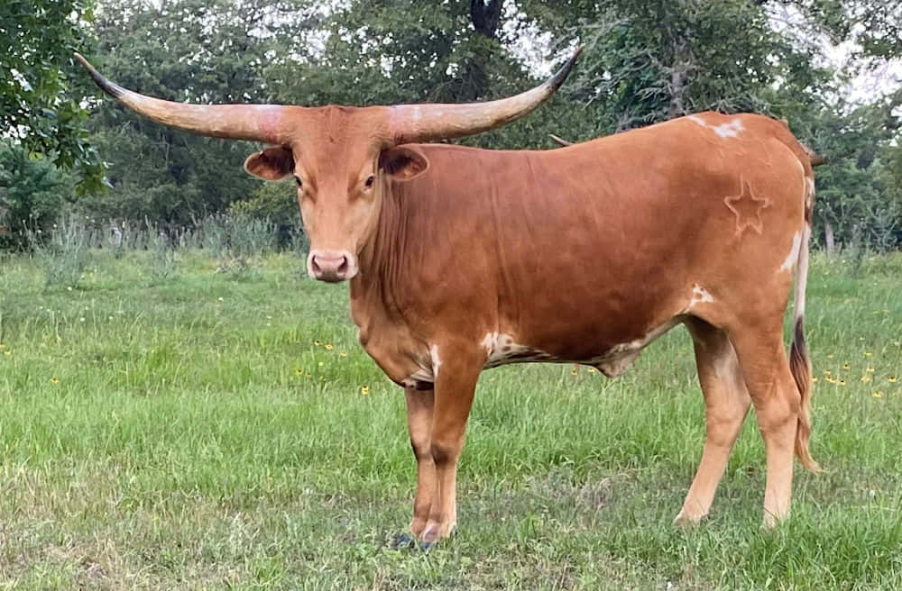 A Brown Cow Standing In A Field With Long Horns