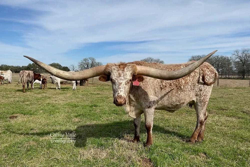 A Longhorn Calf Standing In A Field With A Large Horn