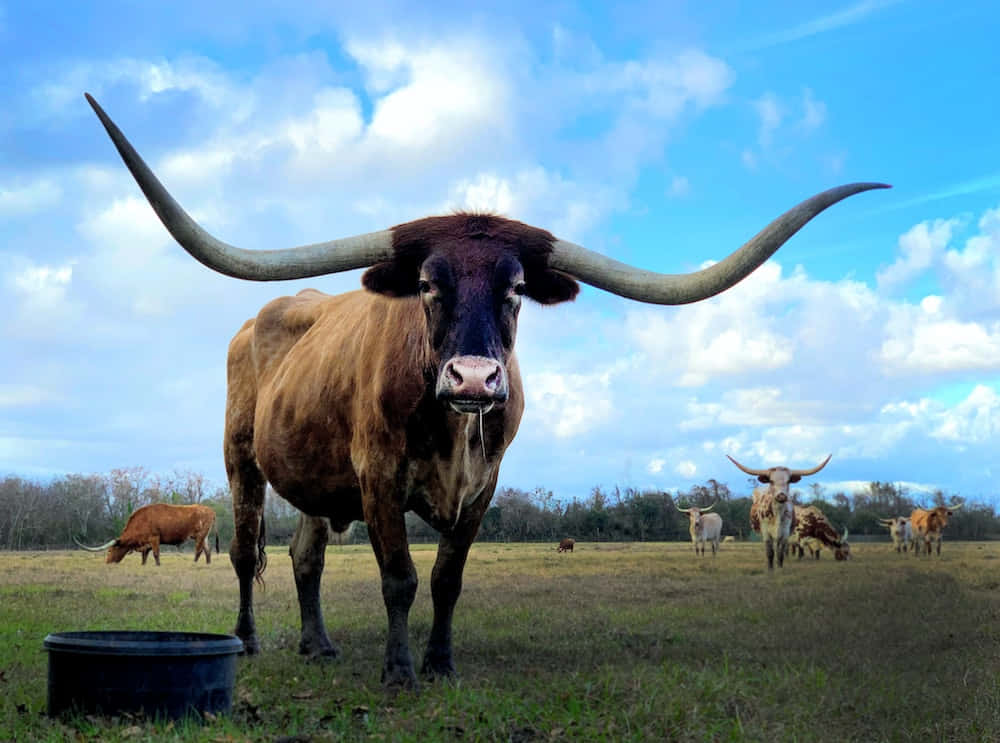 Texasstolt - Longhorns