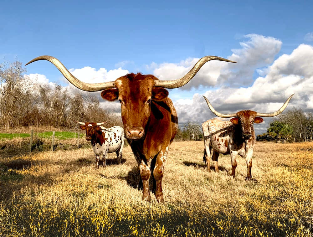 Majestic Longhorn cattle in a peaceful rural setting