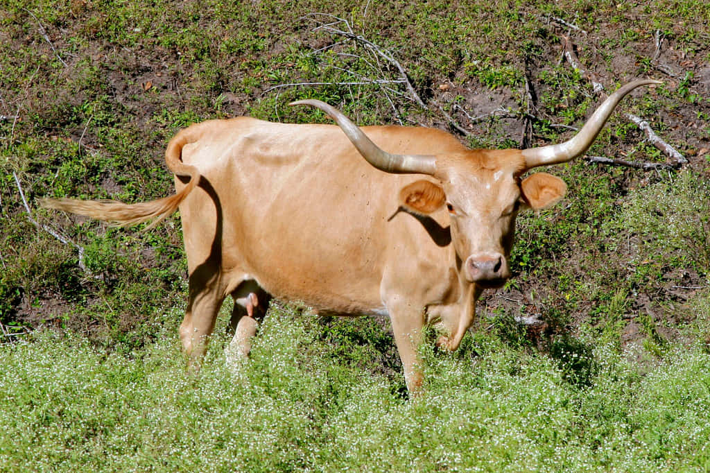 A Cow With Long Horns