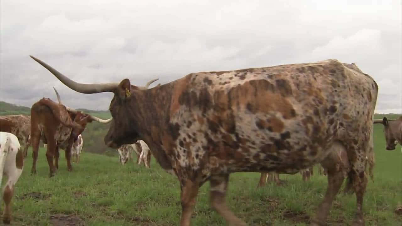 Texas Longhorn Cow Grazing in Field