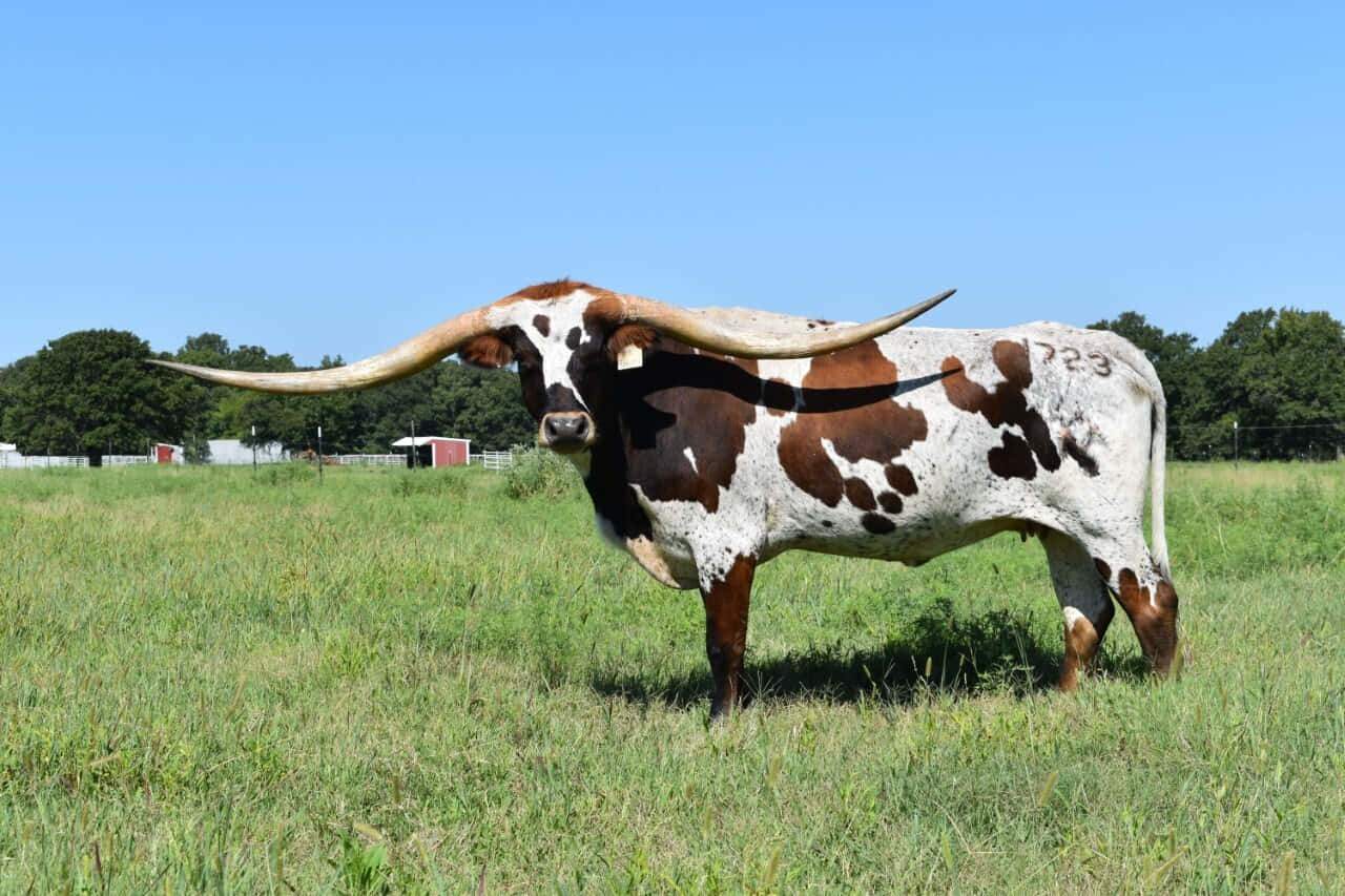 A majestic Longhorn gazing over the western plains