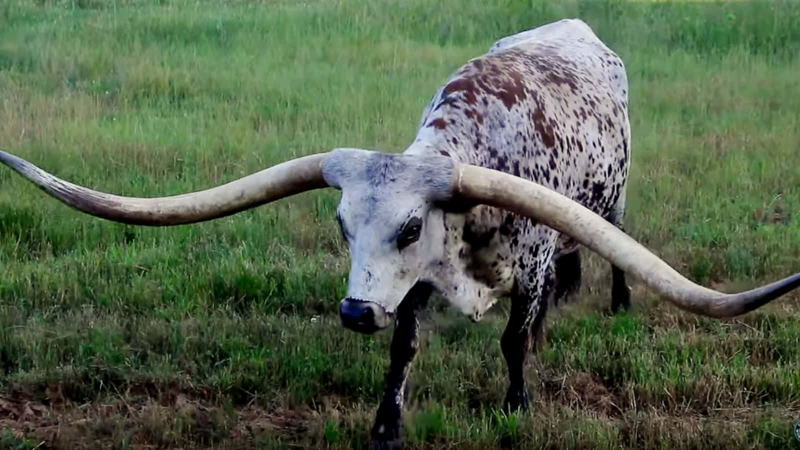 Two Longhorns facing off