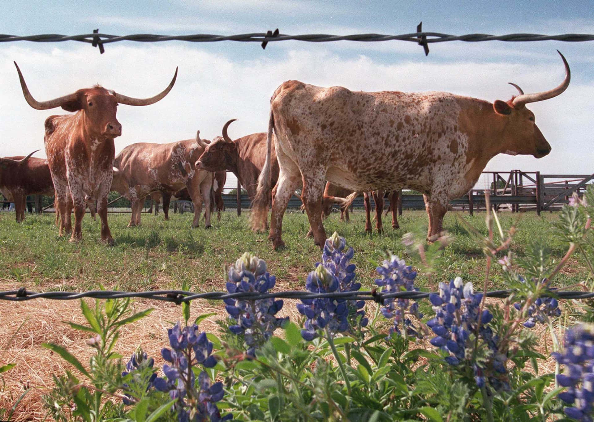 A Beautiful View of the Texas Longhorn