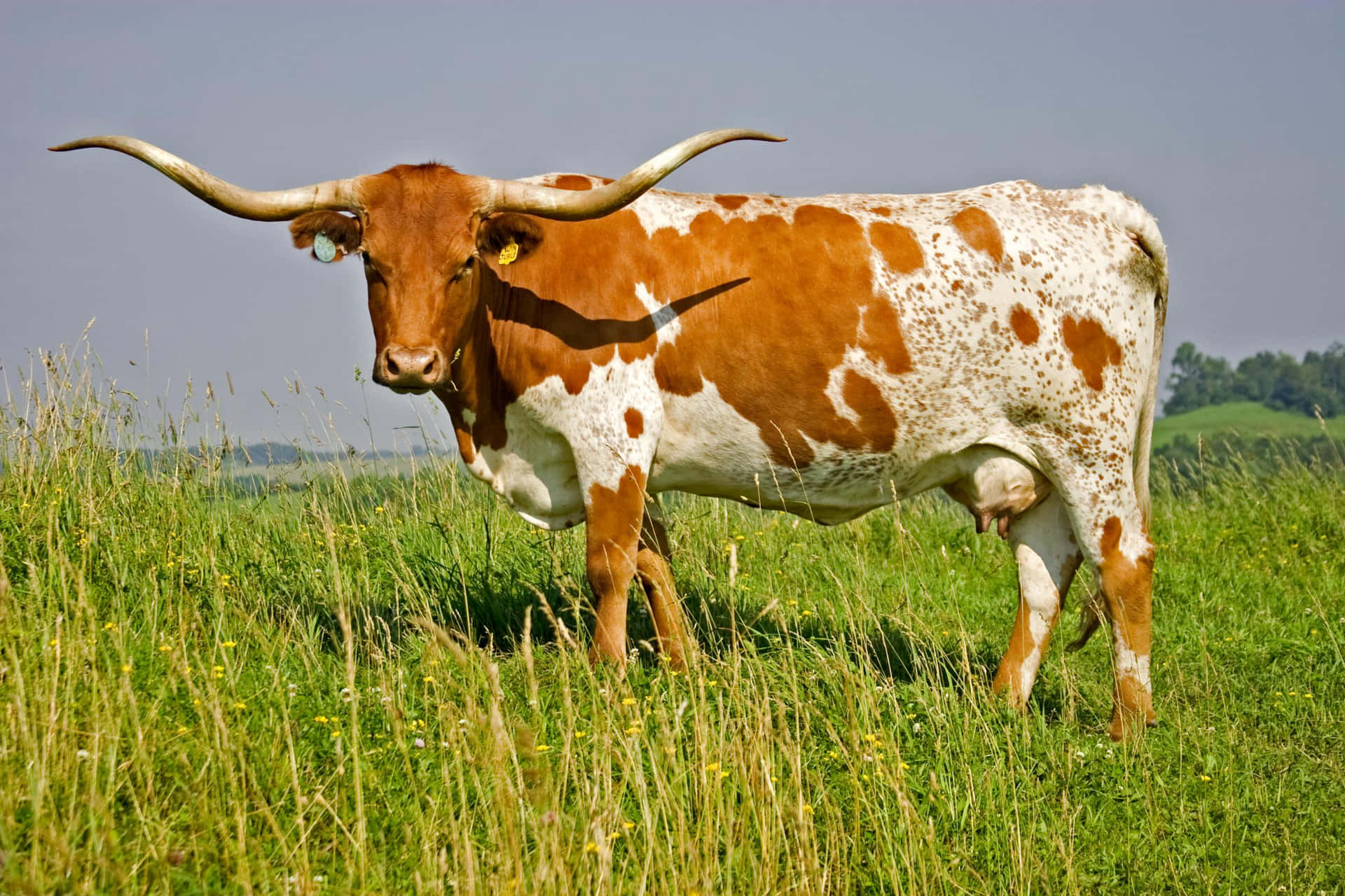 Majestic Longhorn Cattle in the Countryside