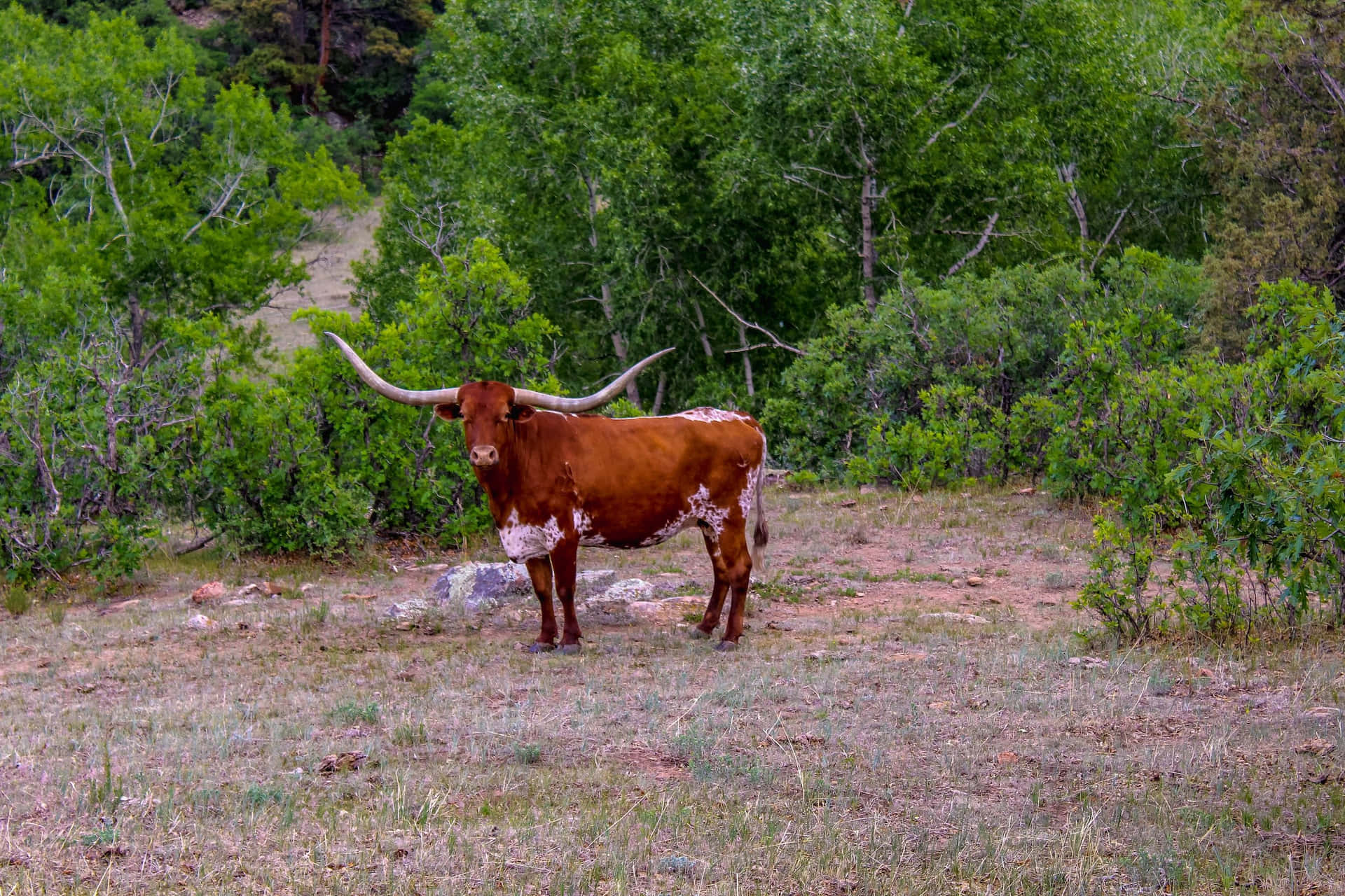 A Brown And White Longhorn Standing In A Field