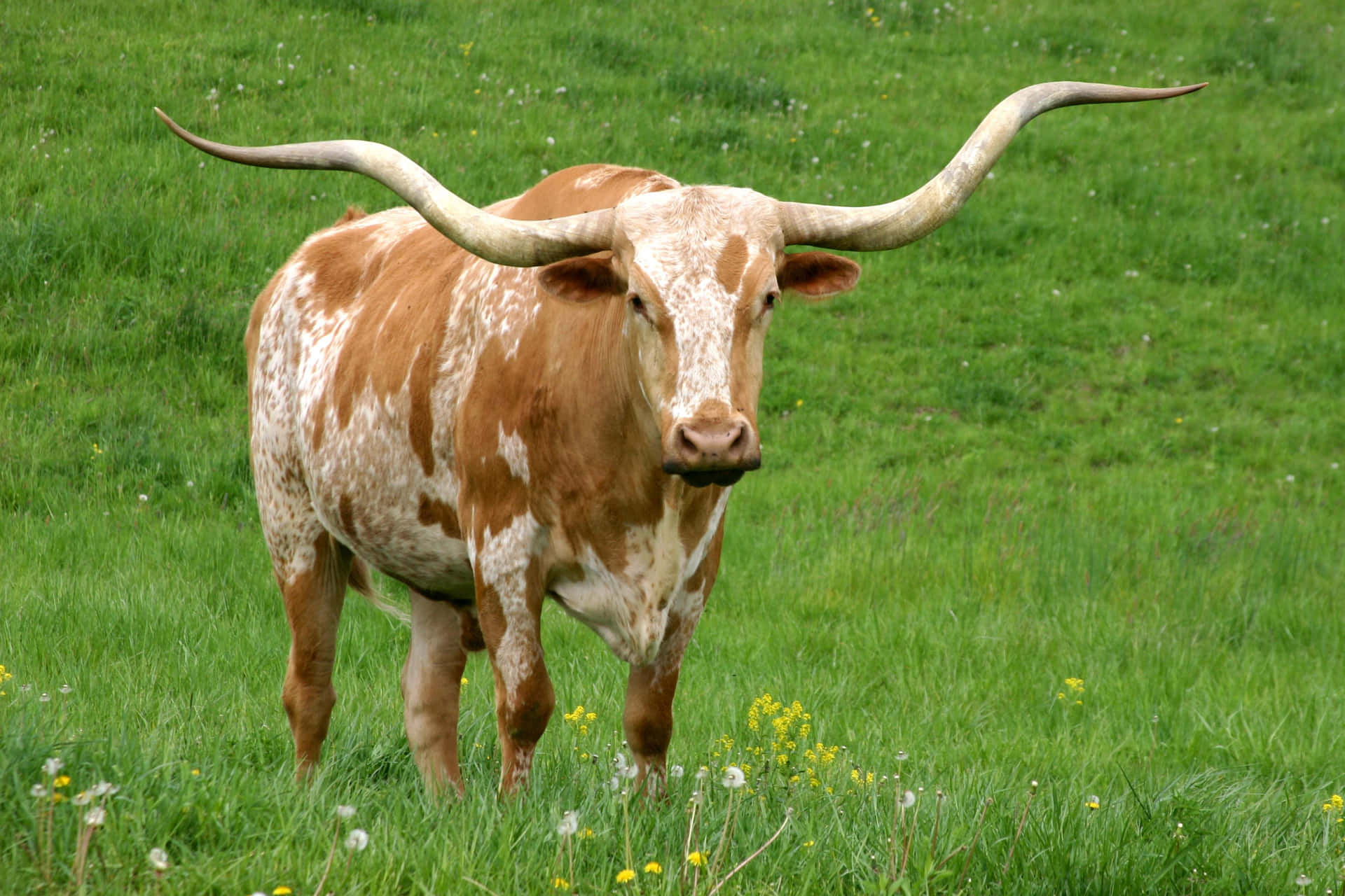 A Longhorn in a Texas Field