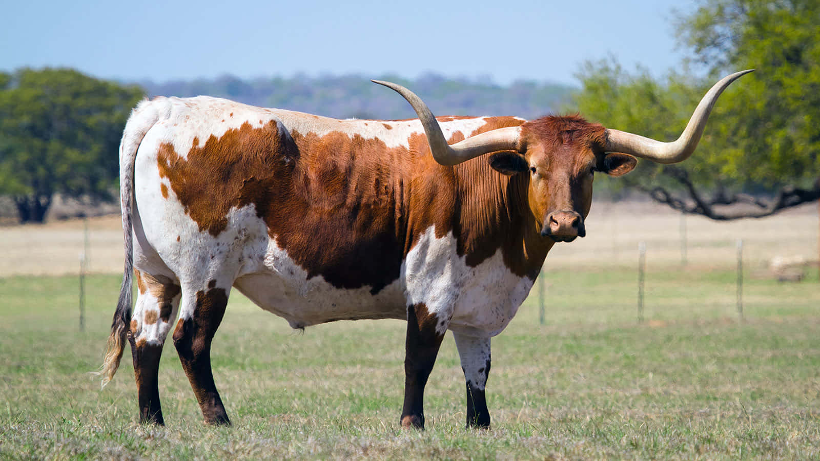 A Cow With Long Horns