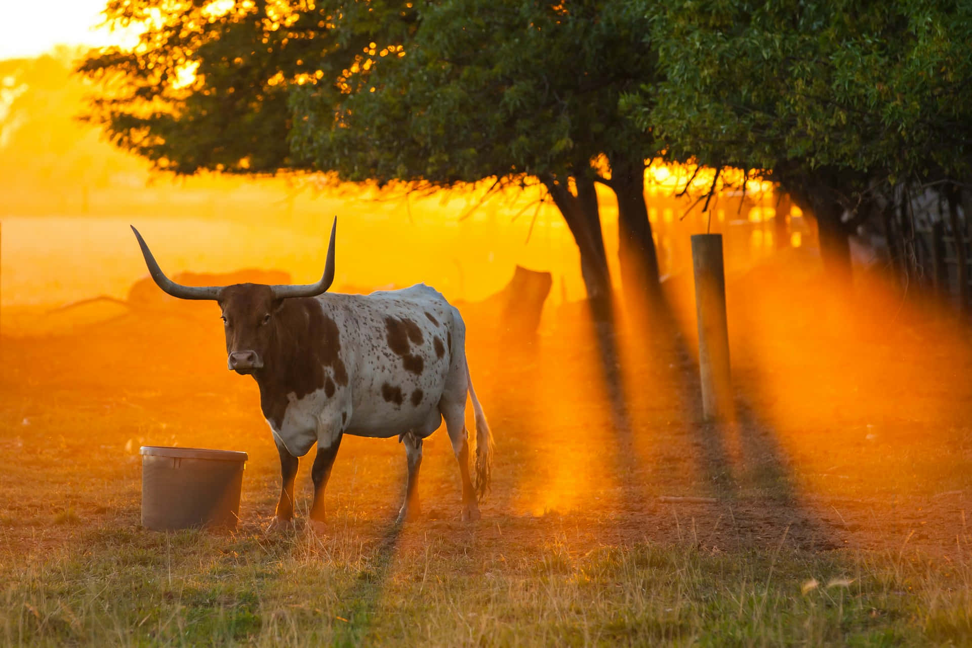 Longhorn Zonsondergang Grazen Achtergrond