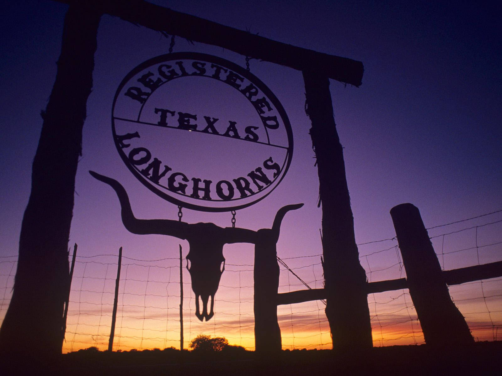 Longhorns Texas Country Background