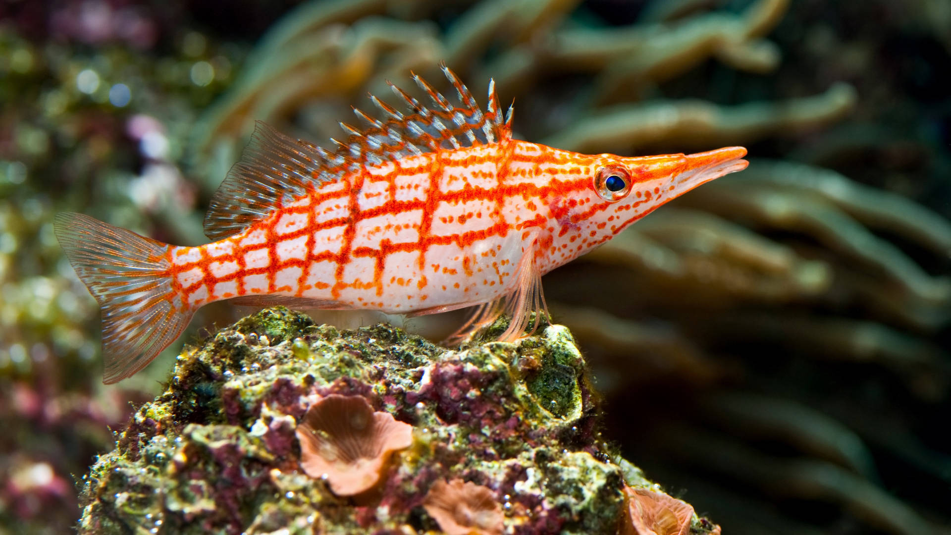 Longnose Hawkfish Tropical Fish Wallpaper