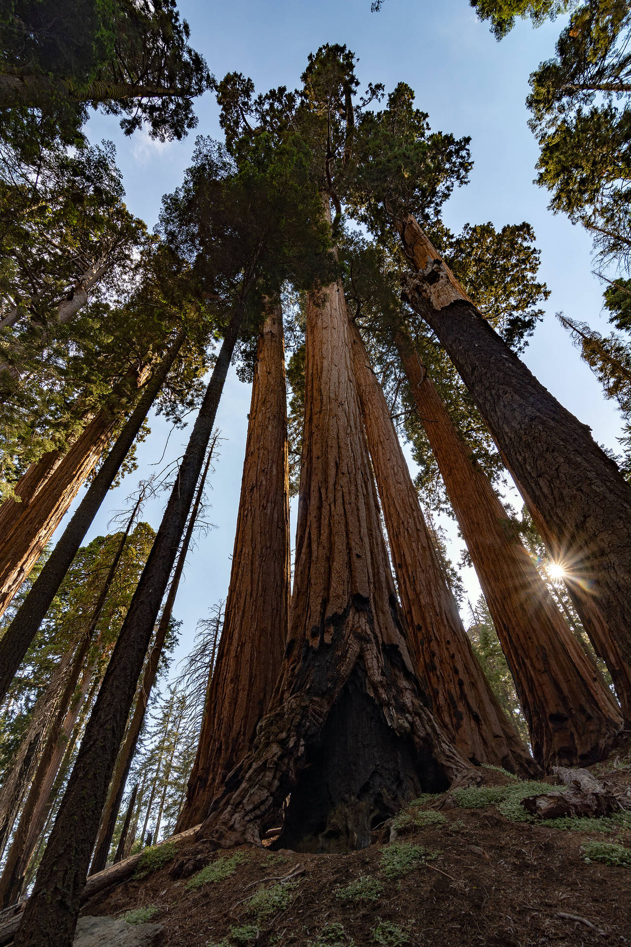 Kig op mod Sequoia Nationalpark Wallpaper