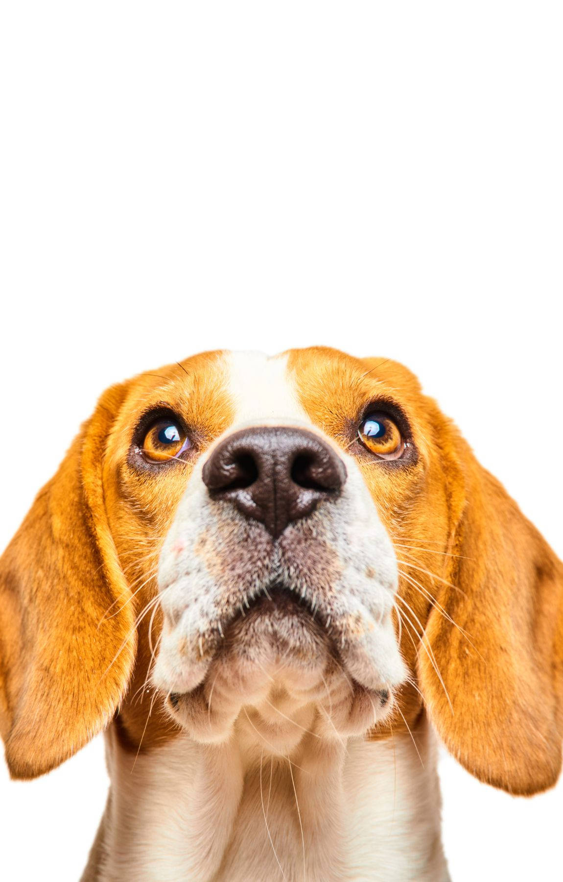 Looking Up Beagle Dog Headshot Wallpaper