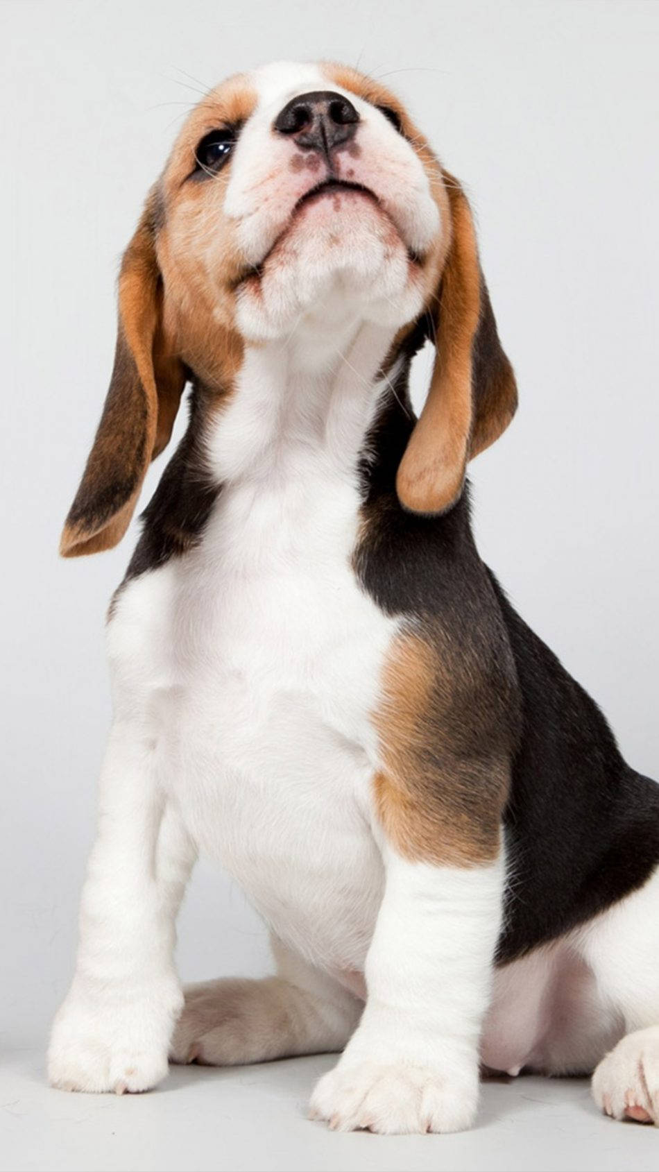 Looking Up Beagle Dog Puppy Wallpaper