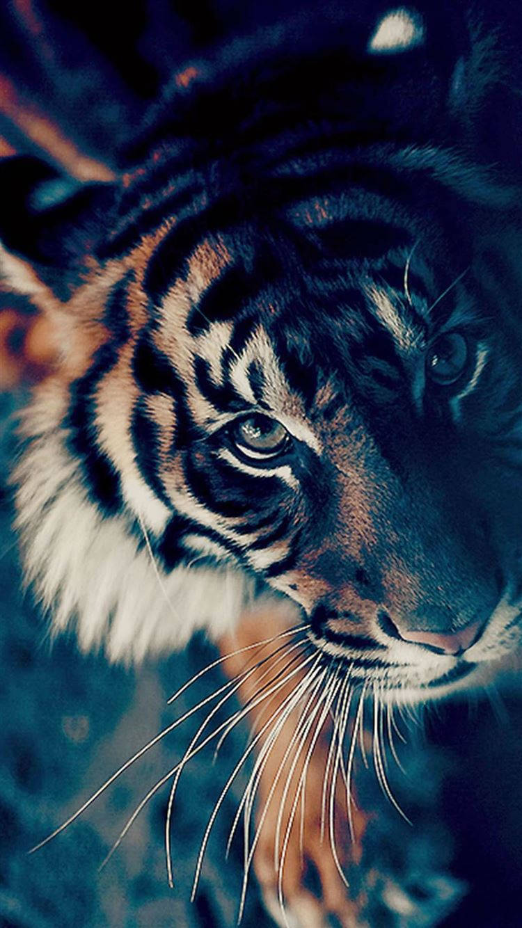 Looking Up Tiger Iphone Wallpaper