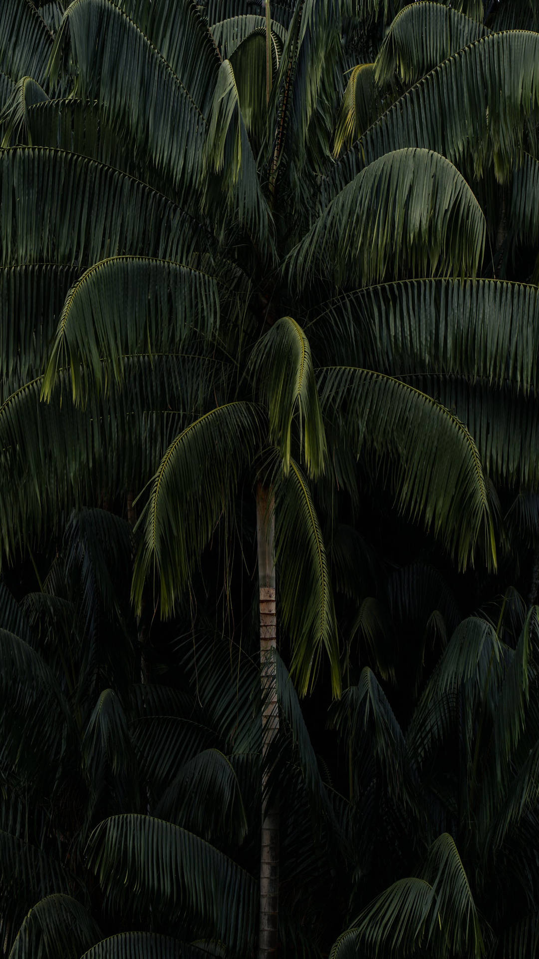 Looming Tall Palm Tree Green Iphone Background