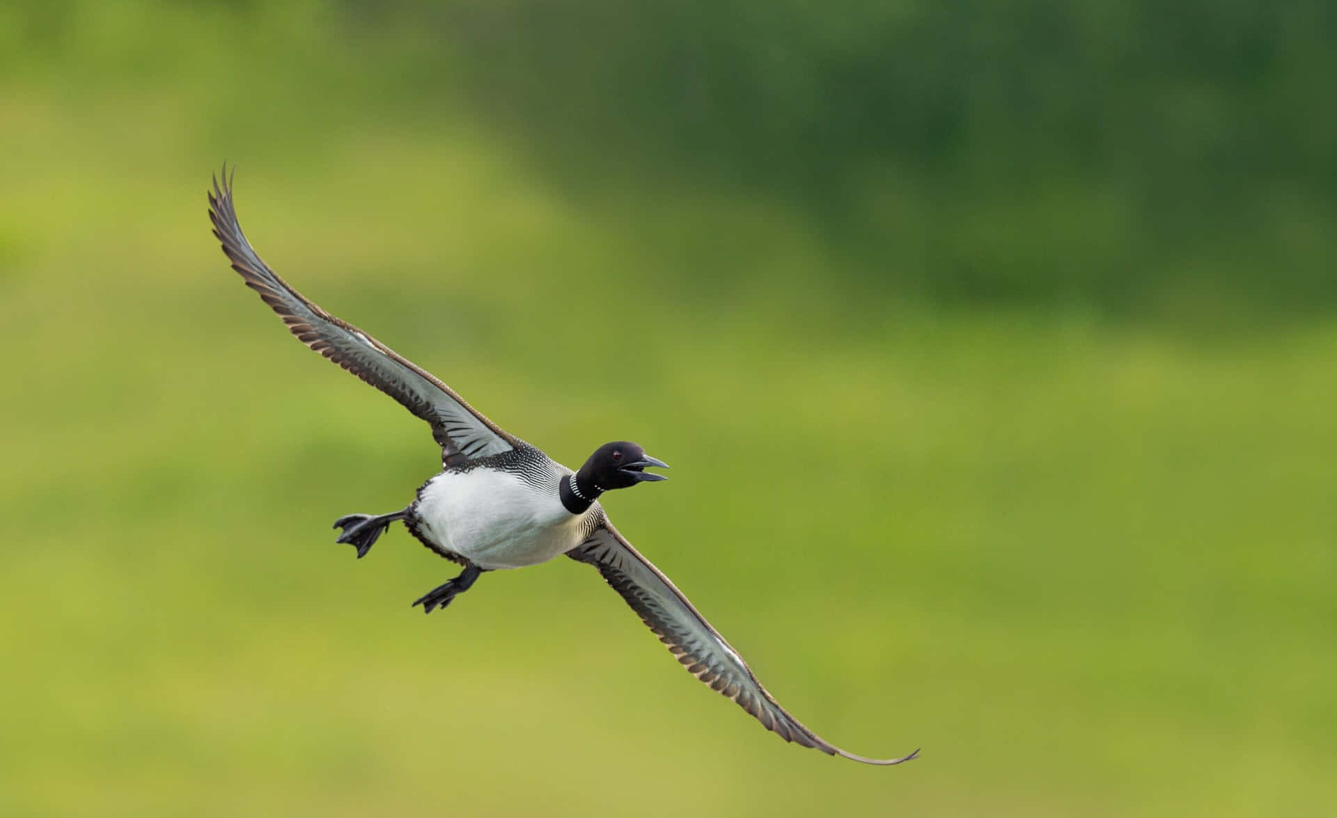 Loon In Vlucht Groene Achtergrond.jpg Achtergrond