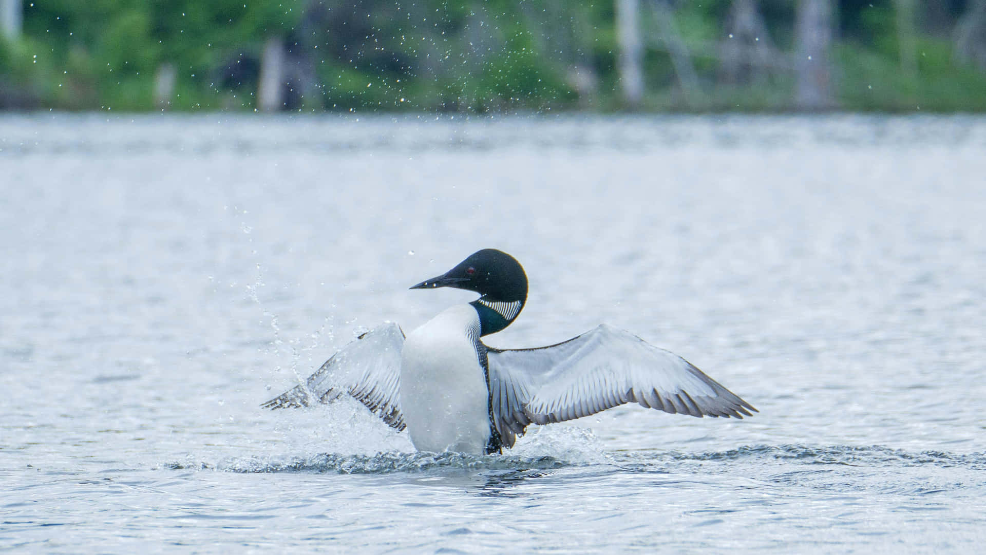 Loon Spetterend Water Bij Opstijgen Achtergrond