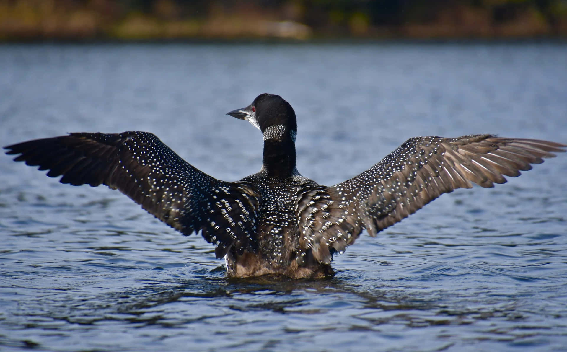 Loon Met Uitgespreide Vleugels Op Het Meer Achtergrond