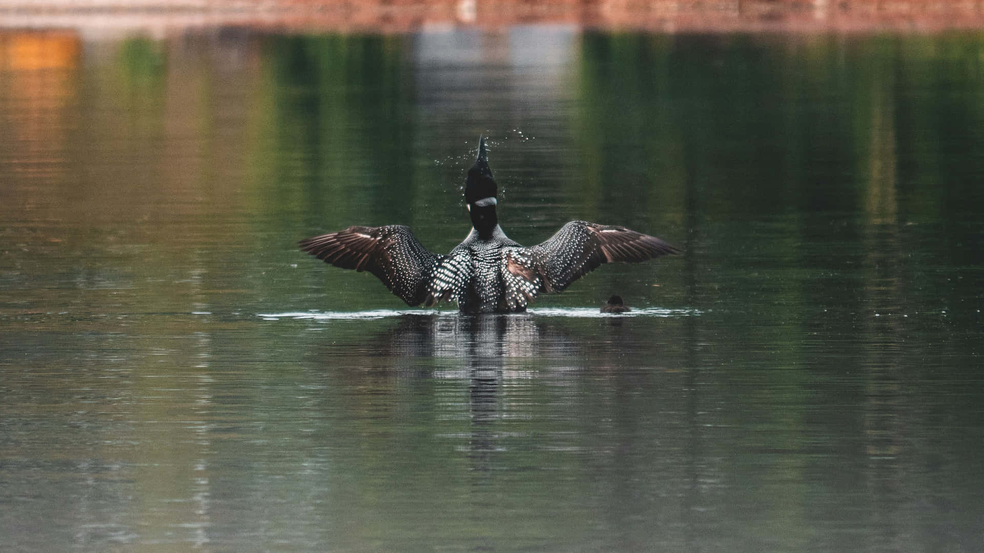 Loon Met Uitgespreide Vleugels Op Het Meer Achtergrond