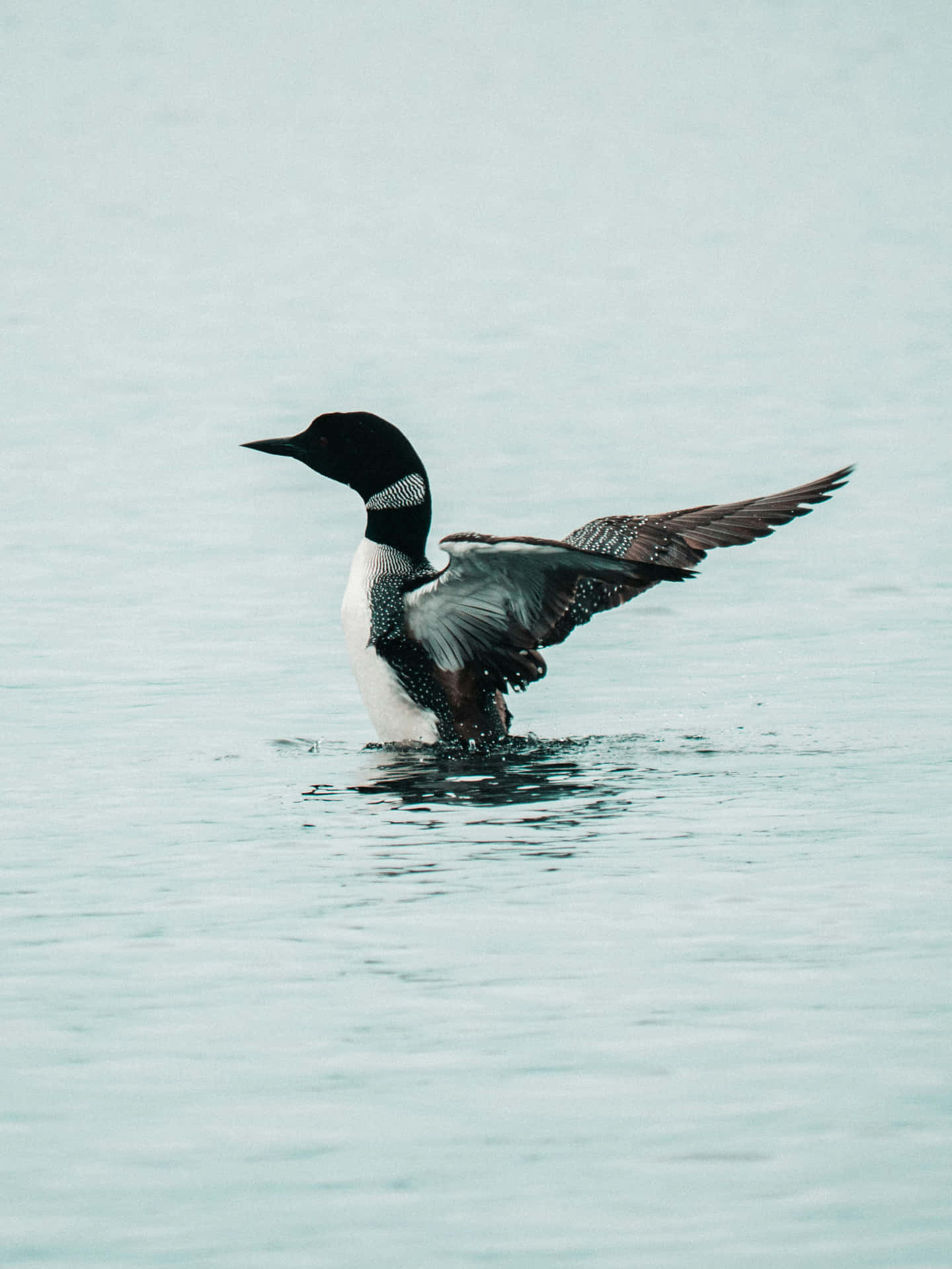 Loon Spreidt Vleugels Op Water Achtergrond