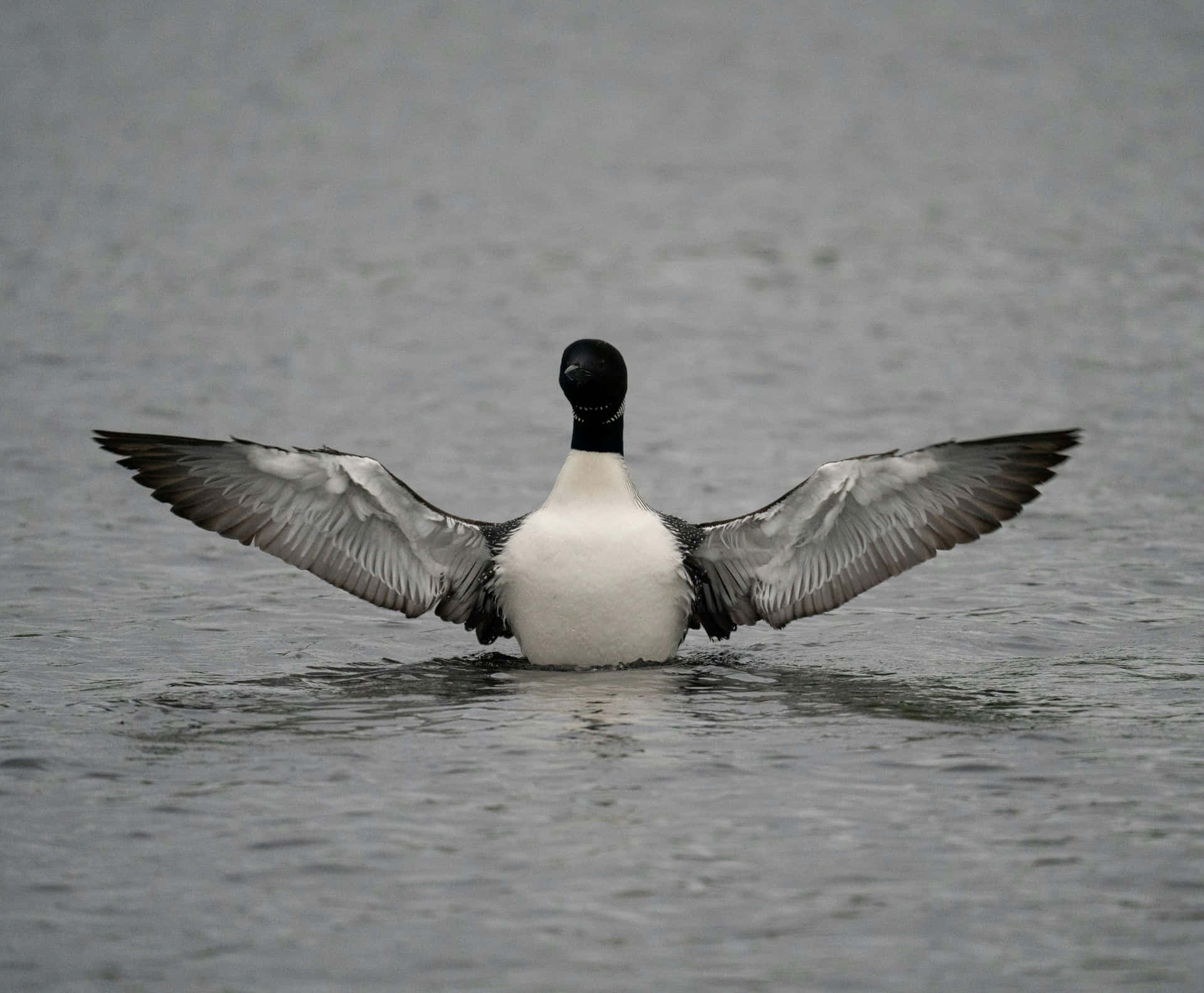 Loon Met Uitgespreide Vleugels Op Water Achtergrond