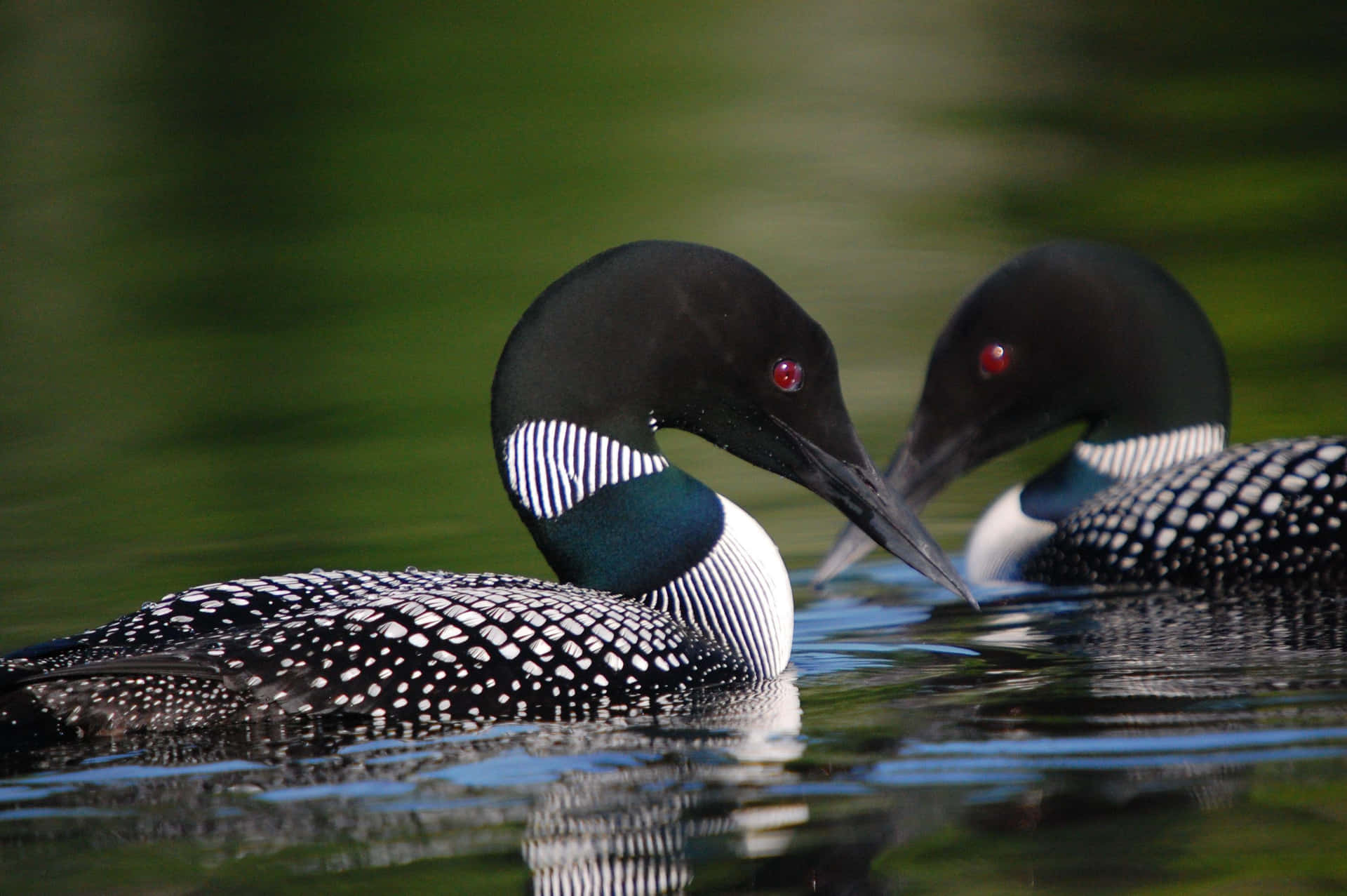 Loon Spiegelbeeld In Water Achtergrond