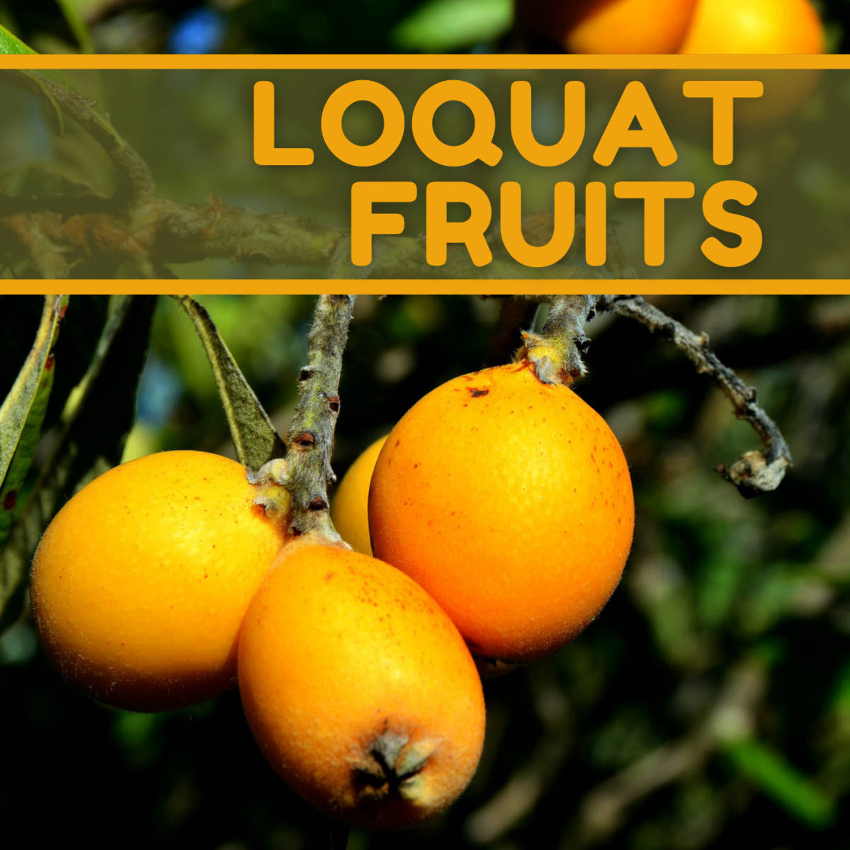 Loquat Fruits Poster Wallpaper