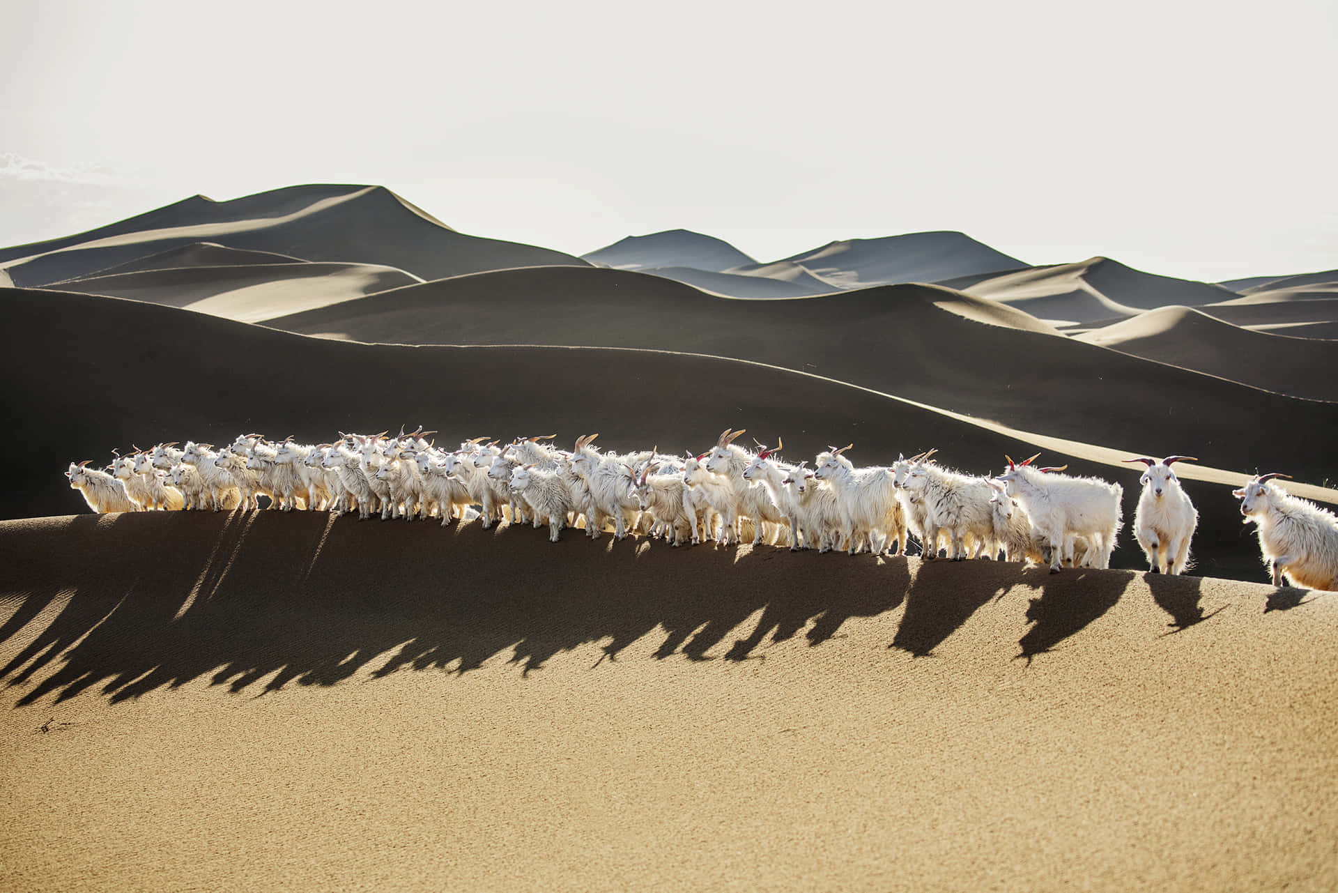 This Whisper of Nature - Loro Piana's Herd of Goats Wallpaper