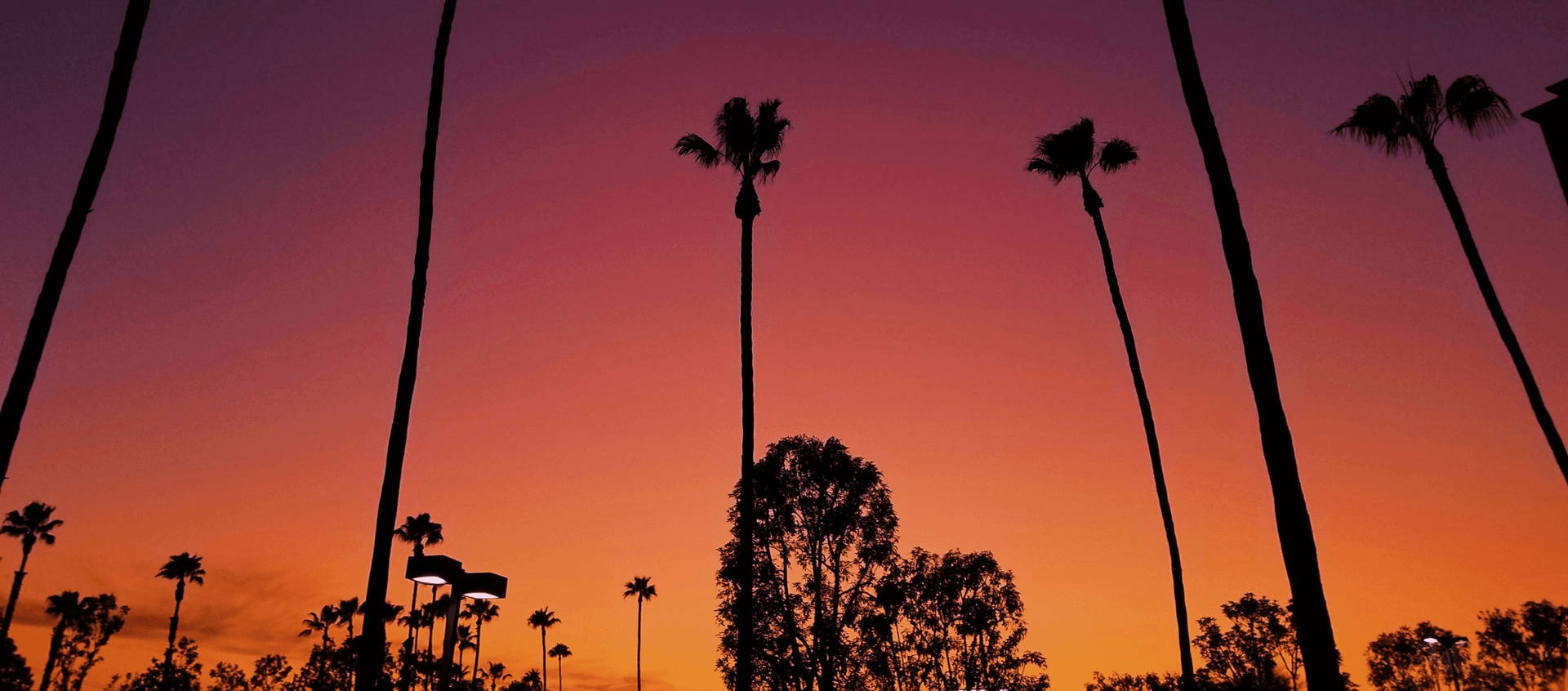 Los Angeles Solnedgang Over Træer Wallpaper
