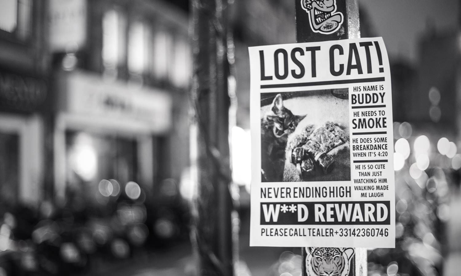 Lost Cat Flyer 420 Wallpaper
