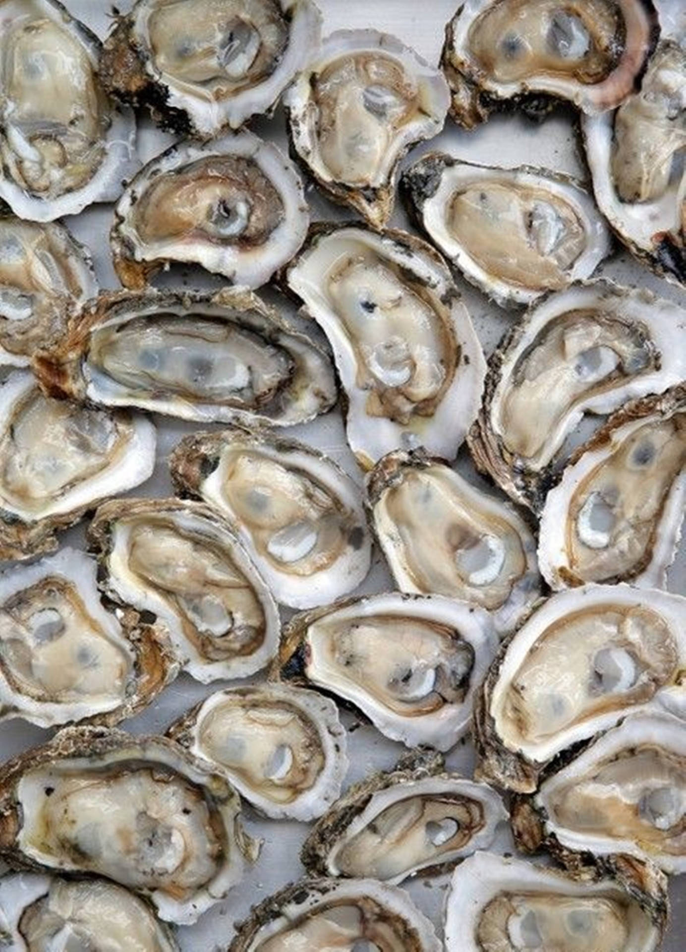 Lots Of Oyster Seafood Wallpaper