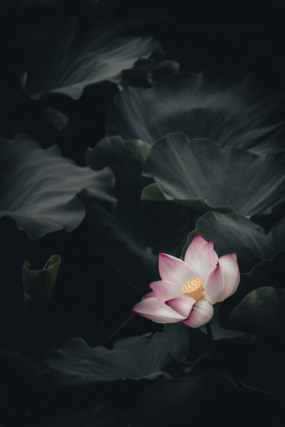 Ahimsa,der Natürliche Zustand Des Geistes, Erzeugt Den Lotus Der Mitgefühl Und Des Friedens.