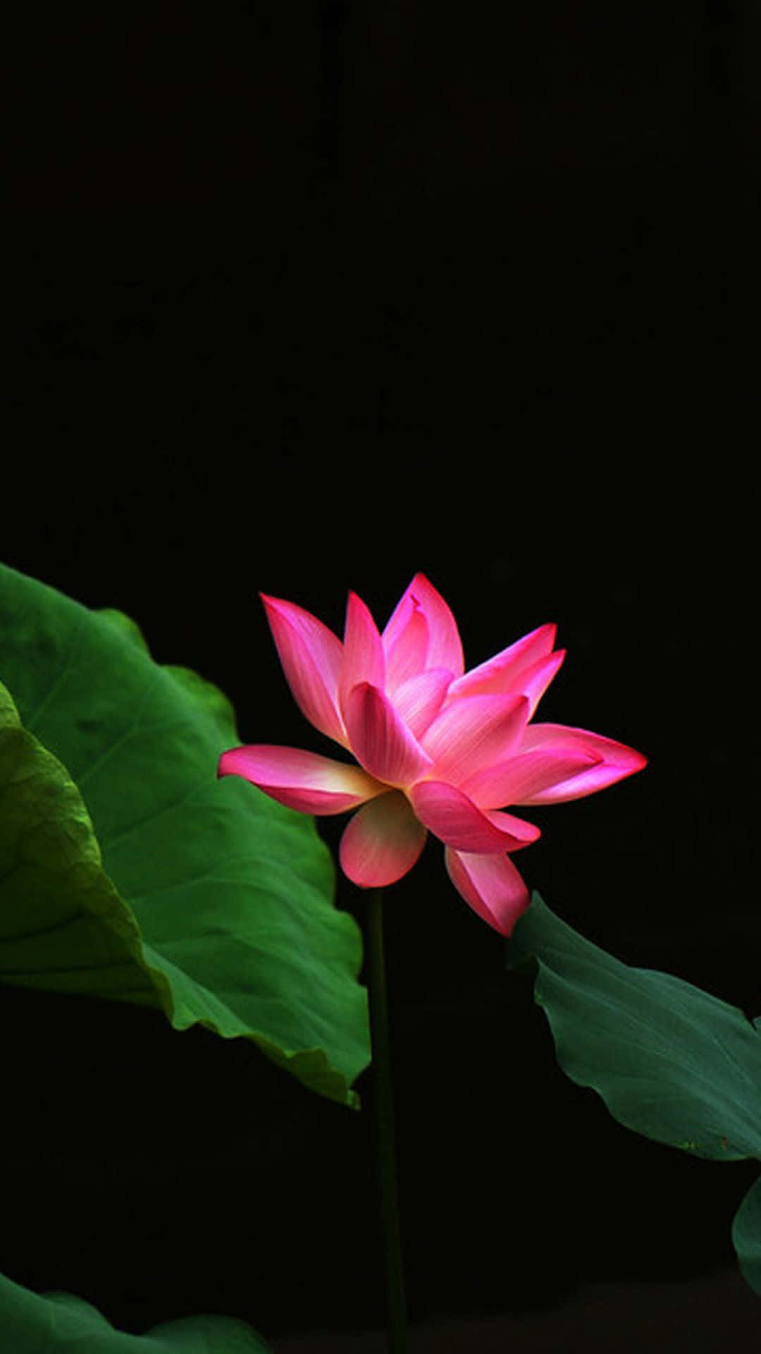 Skønhedenaf En Lyserød Lotusblomst I Fuld Blomst.