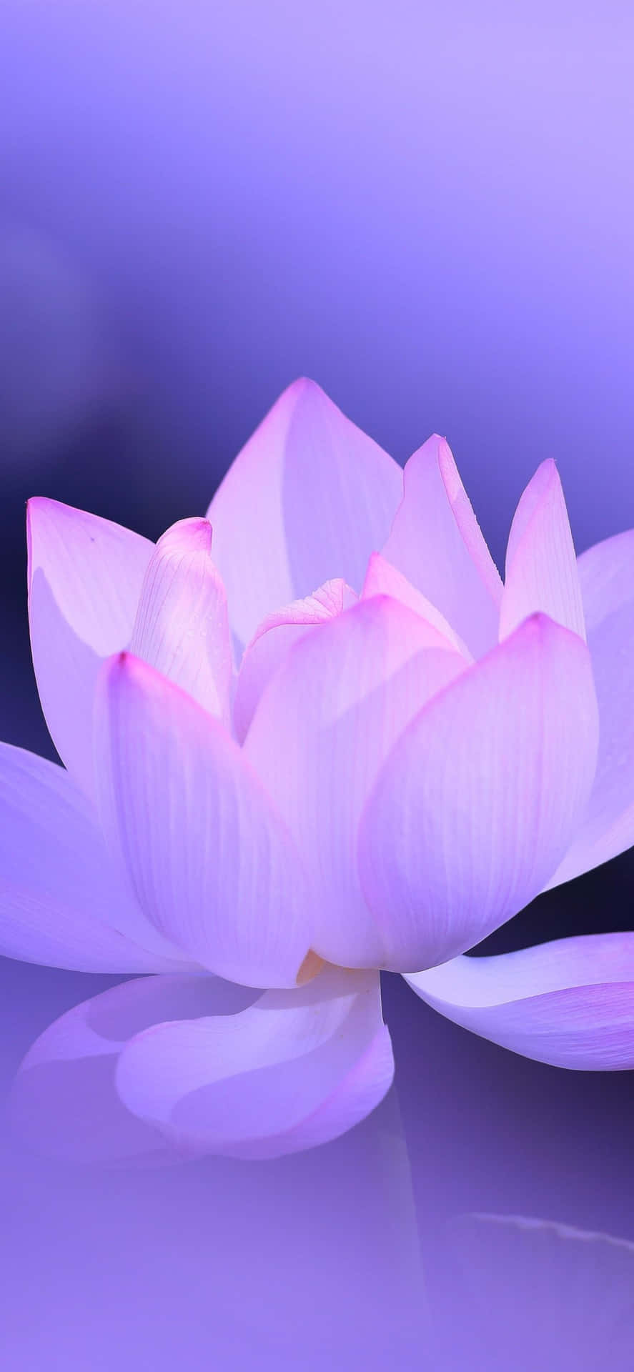 Admiring the Zen beauty of a pink Lotus flower