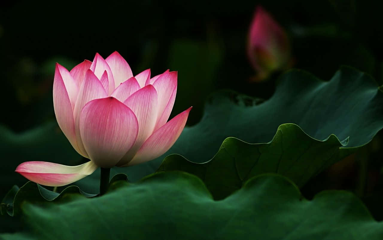 A Beautiful Lotus Flower Standing Tall In A Lake