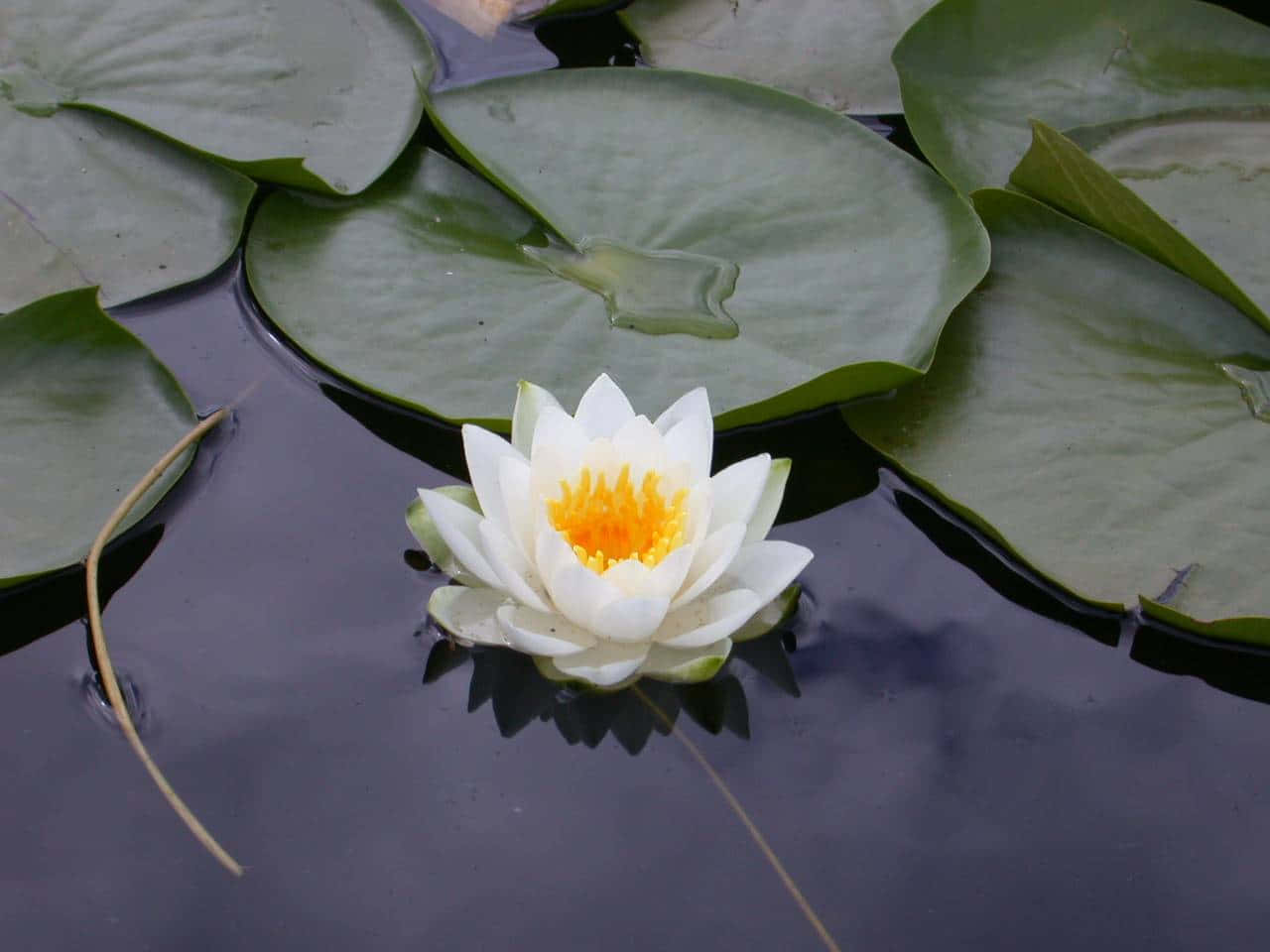 Envacker Lotusblomma Som Flyter I Fridfull Skönhet