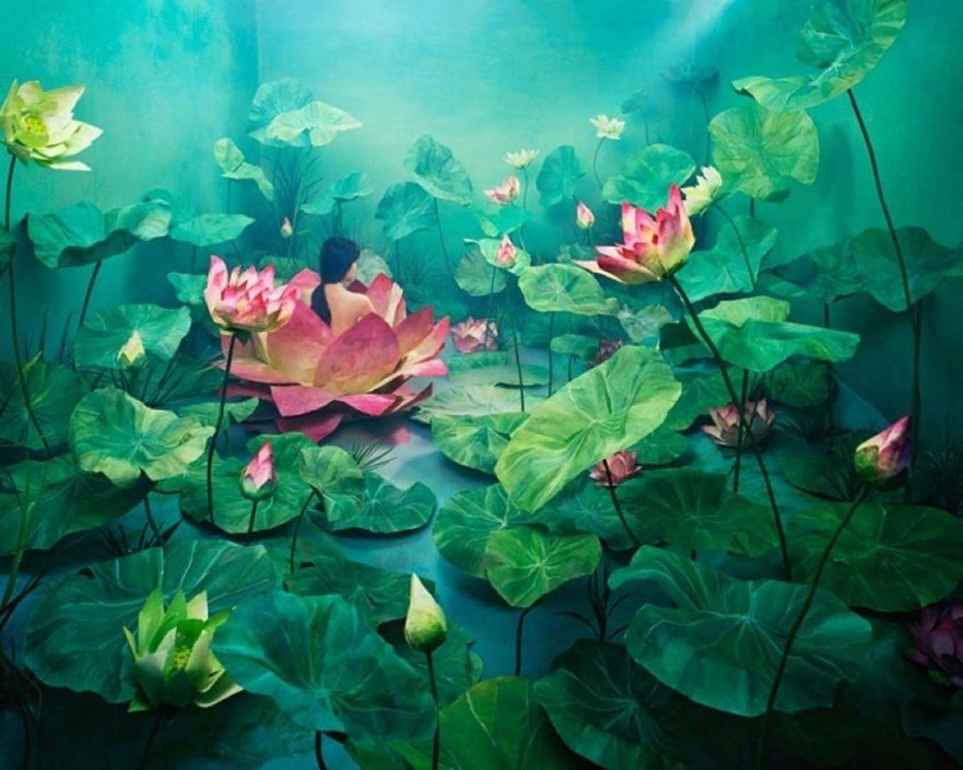 Dieanmut Und Schönheit Von Lotusblumen
