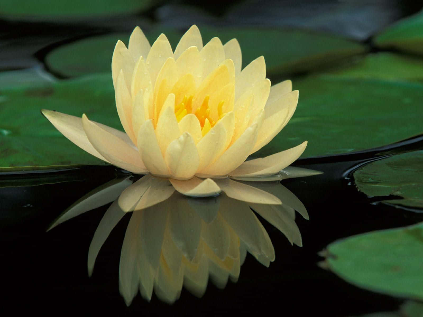 A serene lotus reflecting in the clear water