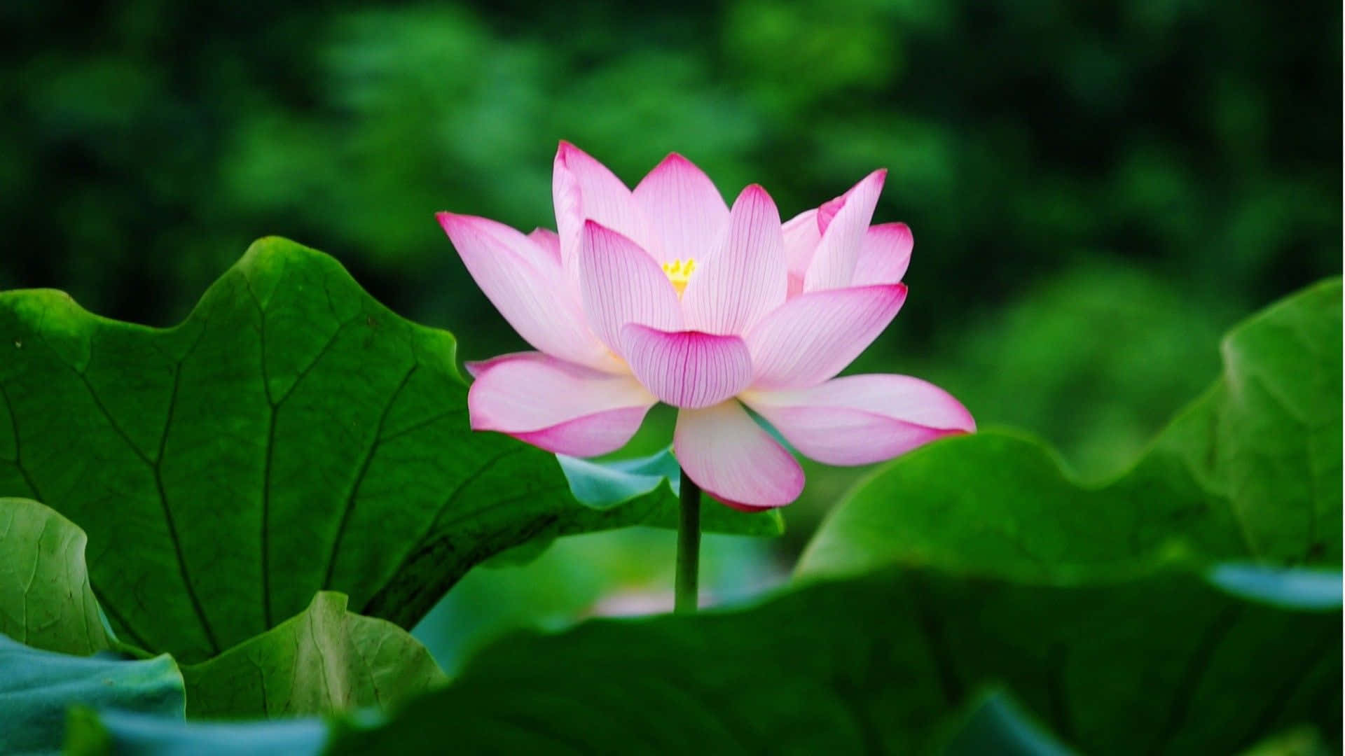 Enlys Og Livlig Lotus Omgivet Af Krystalklart Vand.
